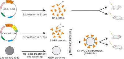 Intranasally inoculated bacterium-like particles displaying porcine epidemic diarrhea virus S1 protein induced intestinal mucosal immune response in mice